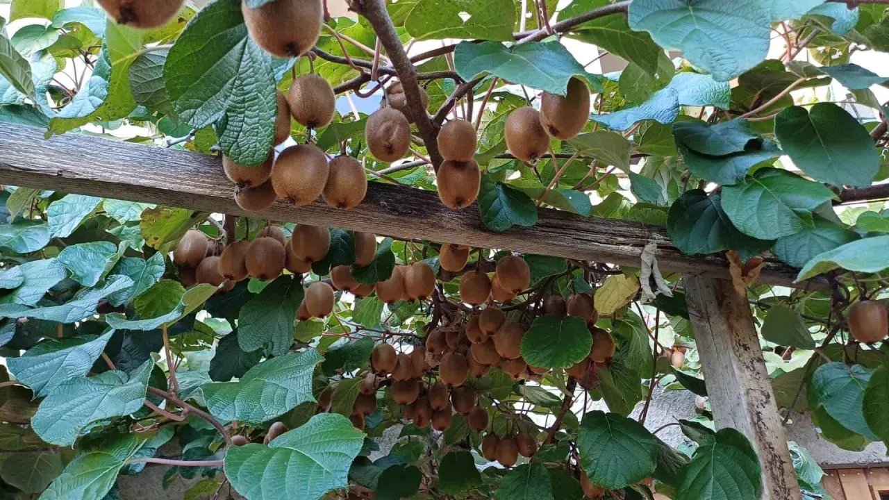 Des kiwis mûrs pendent en grappes sous une pergola en bois. La distance entre kiwi mâle et femelle est ici visible par la densité des fruits.