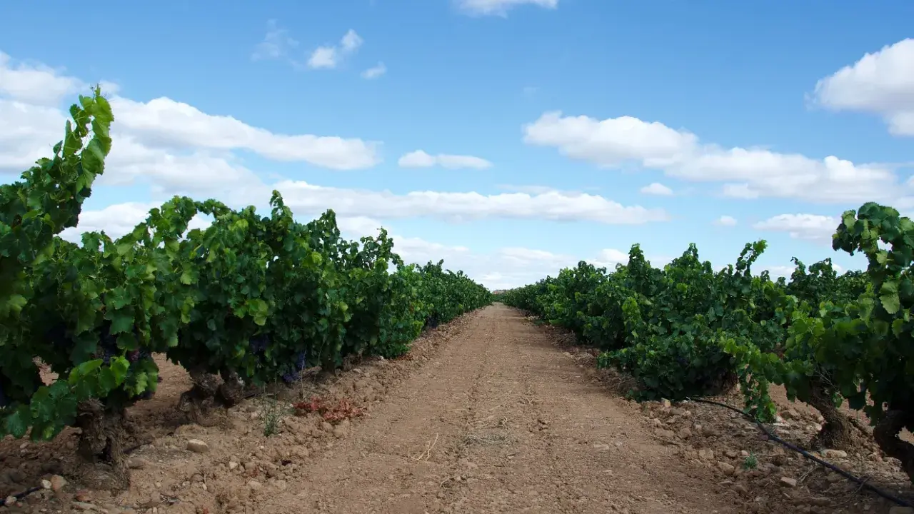 Camino entre viñedos en Aldeanueva de Ebro, con el cielo azul y nubes blancas. Las bodegas esperan la cosecha.