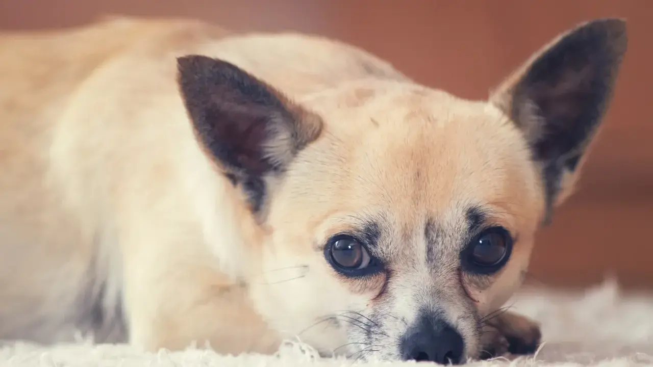 Uroczy piesek rasy chihuahua leży na białym dywanie. Zastanawiasz się, ile żyje chihuahua? Te małe psy potrafią żyć długo, nawet 15-20 lat.