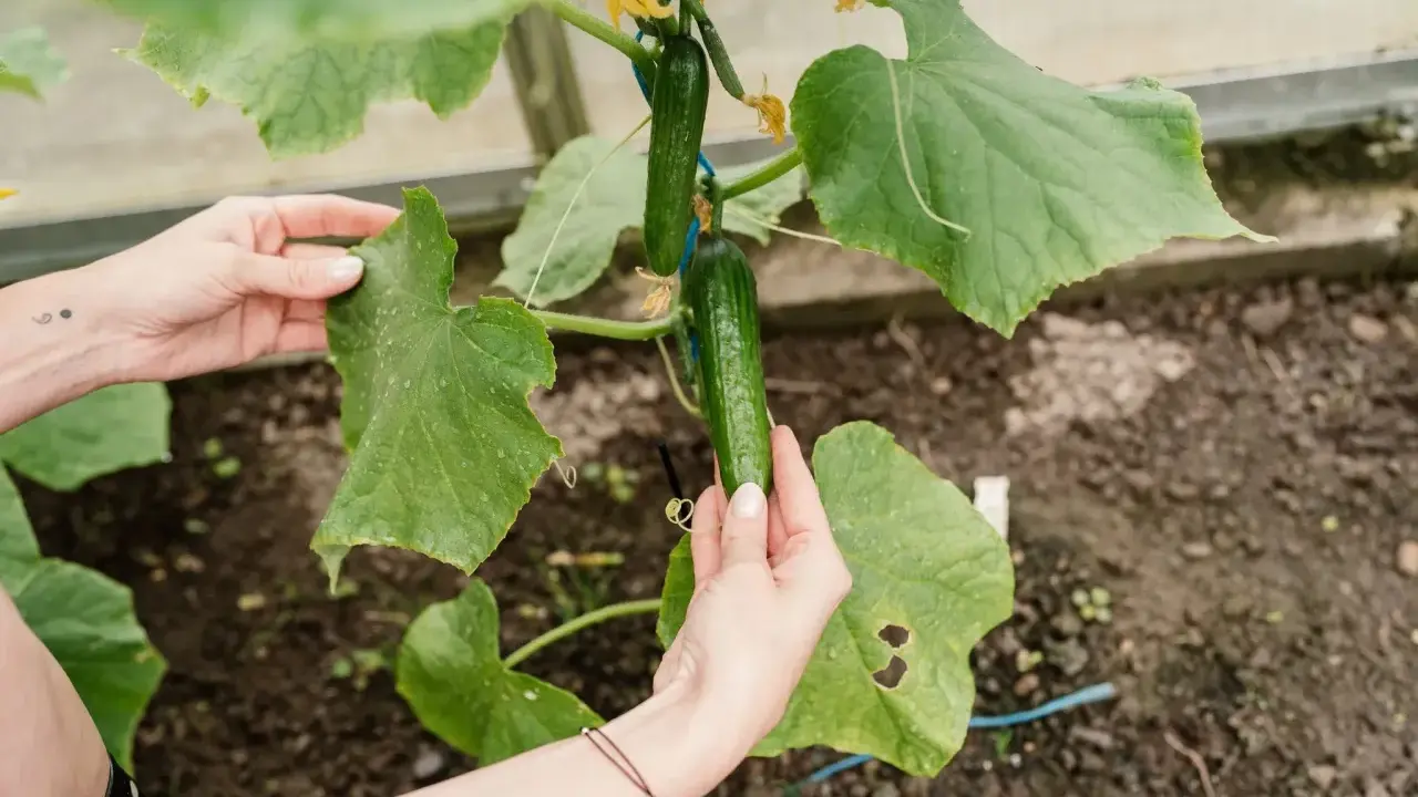 Mains soignant la culture du concombre dans une serre, touchant une feuille verte et admirant les fruits mûrs.