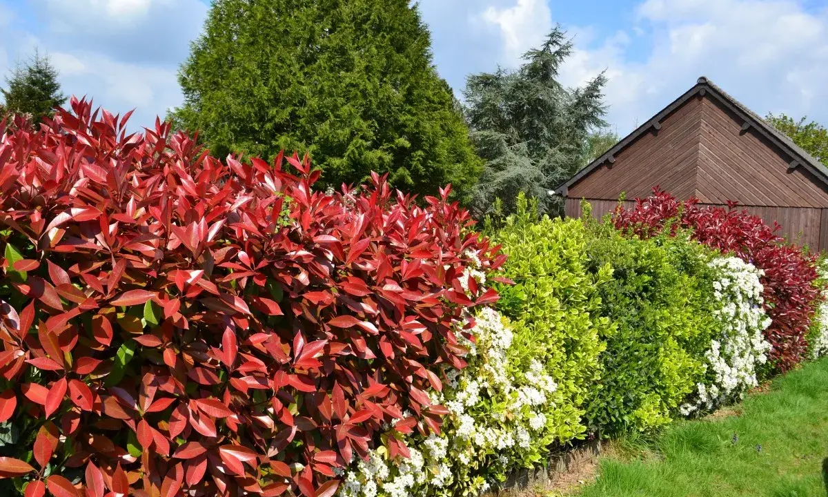 Variedad de tipos de setos: rojo intenso, verde brillante y blanco floral, bordeando un jardín con una caseta de madera al fondo.