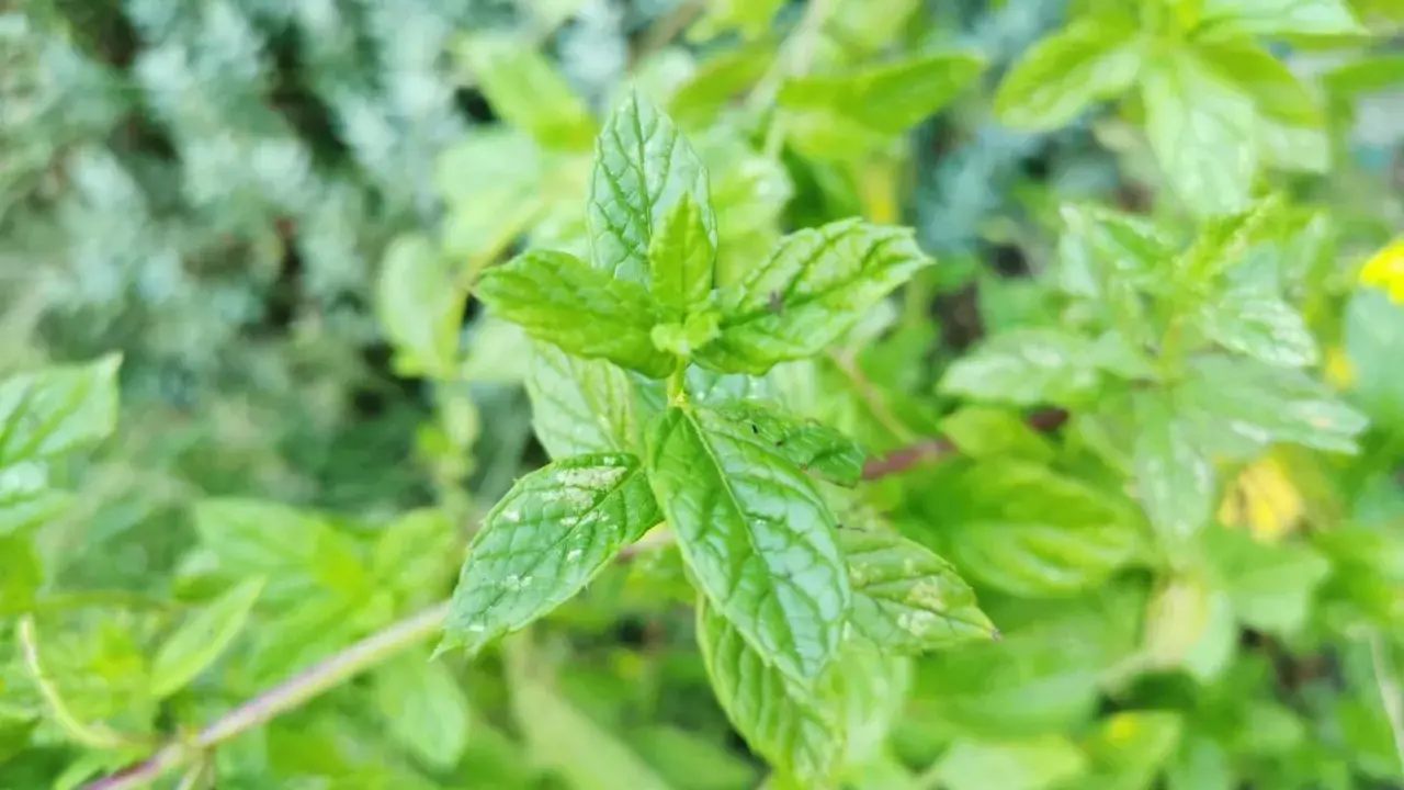 Feuilles vertes vives de menthe poivrée en culture, avec des détails texturés et un arrière-plan flou.