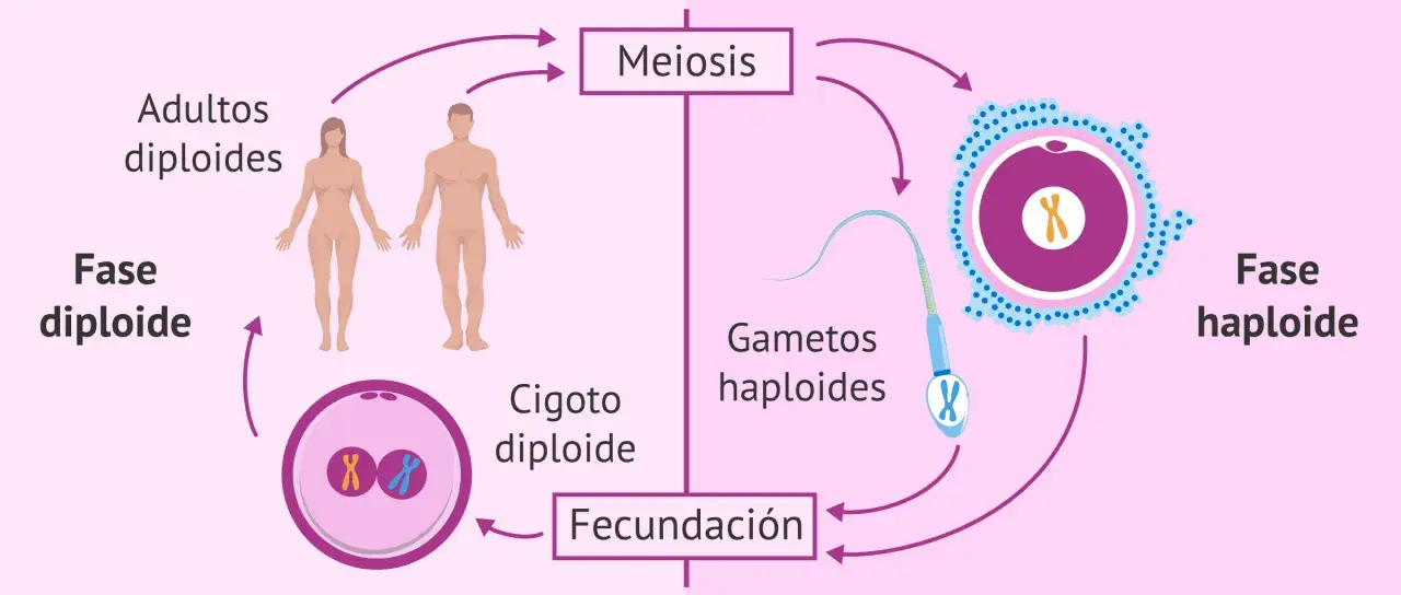 Ciclo de vida humano: adultos diploides pasan por meiosis para formar gametos haploides, que se unen en fecundación para crear un cigoto diploide.