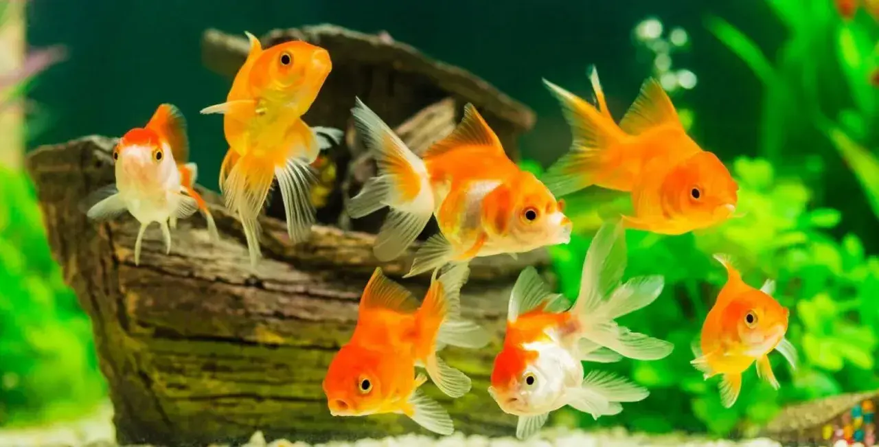 Złote rybki pływają w akwarium, czekając na pokarm dla ryb akwariowych.
