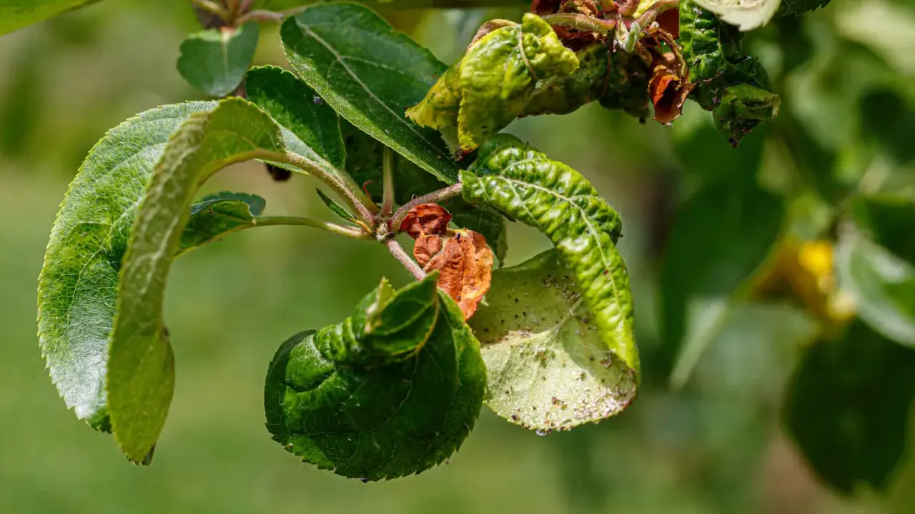 Verkrüppelte Blätter und braune Flecken zeigen deutliche Anzeichen von Apfelbaum Krankheiten.