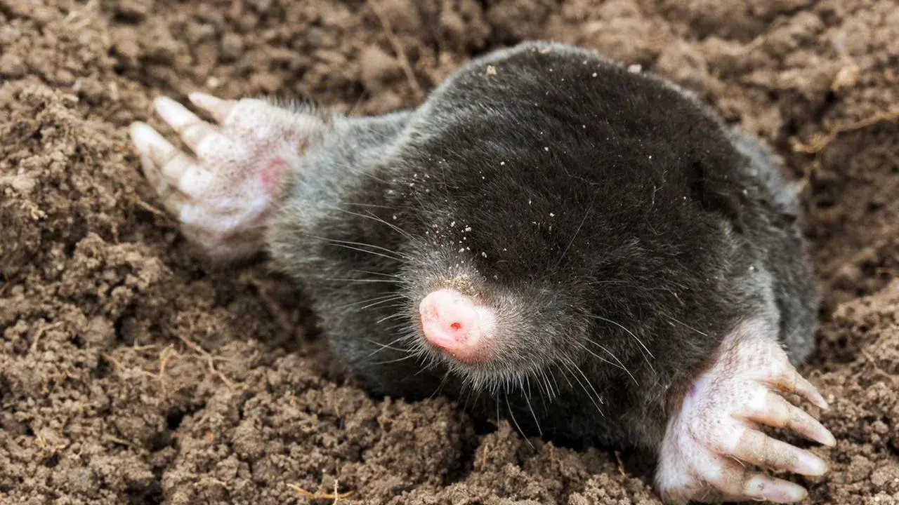 Ein Maulwurf gräbt sich durch die Erde. Wie lange bleibt ein Maulwurf im Garten? Das hängt von der Nahrungsverfügbarkeit ab.