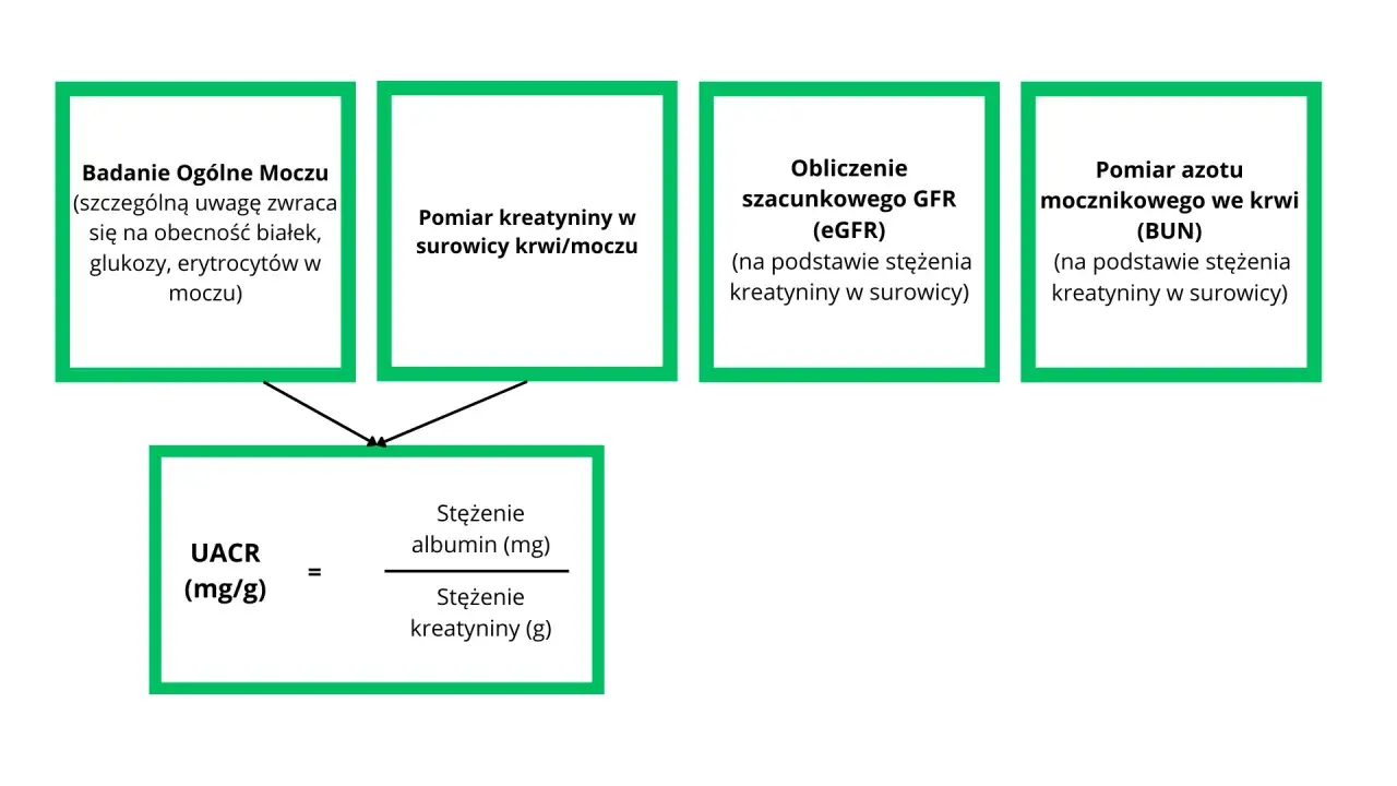 Schemat oceny funkcji nerek: badanie moczu, pomiar kreatyniny, obliczenie eGFR, pomiar BUN, UACR. Pomaga w diagnostyce stadia niewydolności nerek.