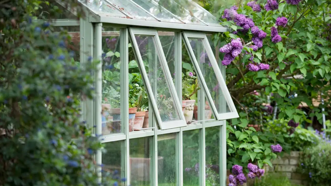 Une serre avec des fenêtres de récupération, remplie de plantes en pots, est entourée de lilas en fleurs.