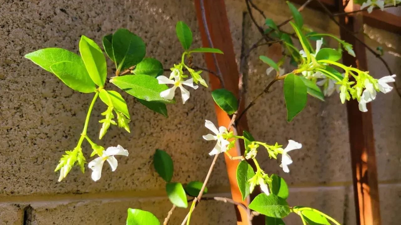 Des fleurs blanches en forme d'étoile s'épanouissent sur une branche de jasmin étoilé, grimpant sur un treillage en bois contre un mur de briques.