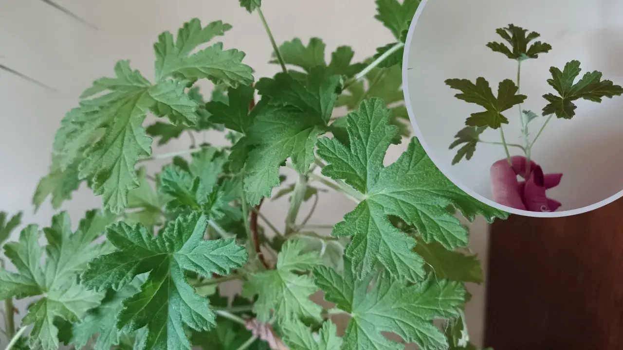 Liście geranium są postrzępione i lekko owłosione. W okręgu widać odcięty fragment rośliny z kilkoma listkami.