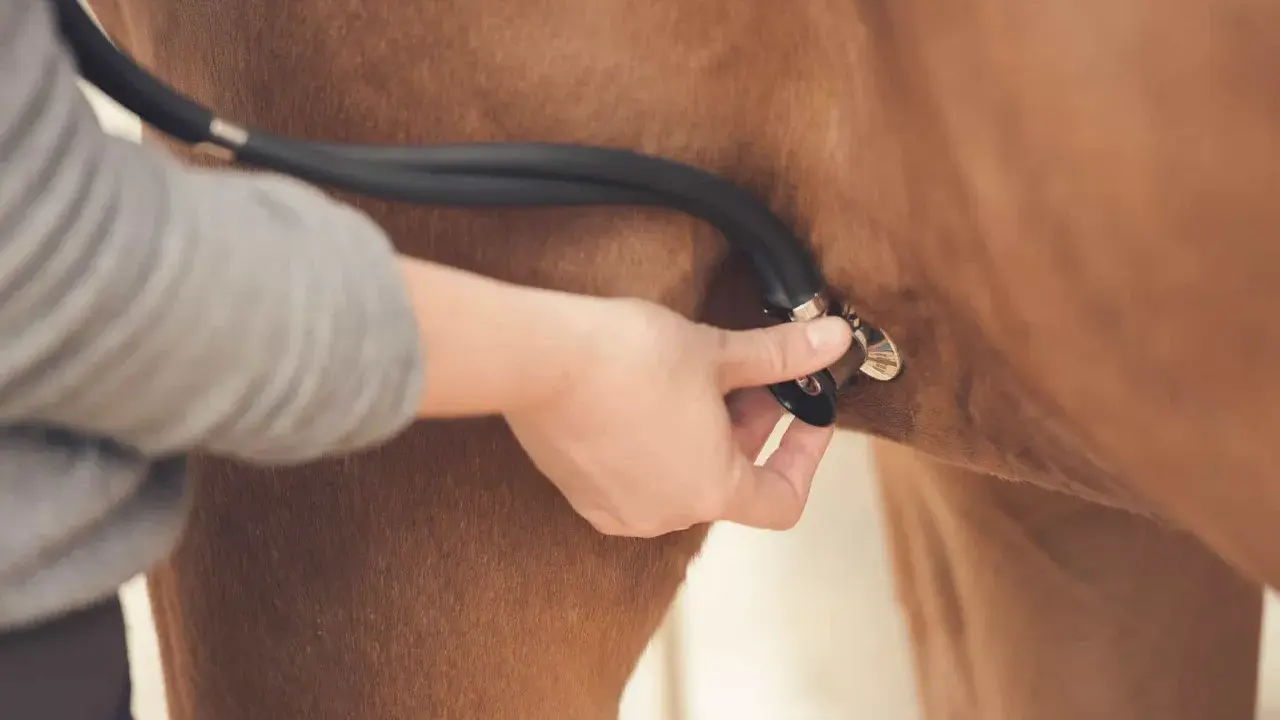 Tierarzt hört mit Stethoskop auf das patwerte Pferd.