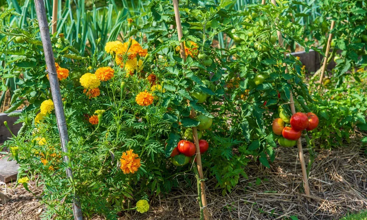 Des œillets d'Inde aux couleurs vives poussent à côté des plants de tomates, une excellente idée de quoi planter à côté des tomates pour éloigner les nuisibles.