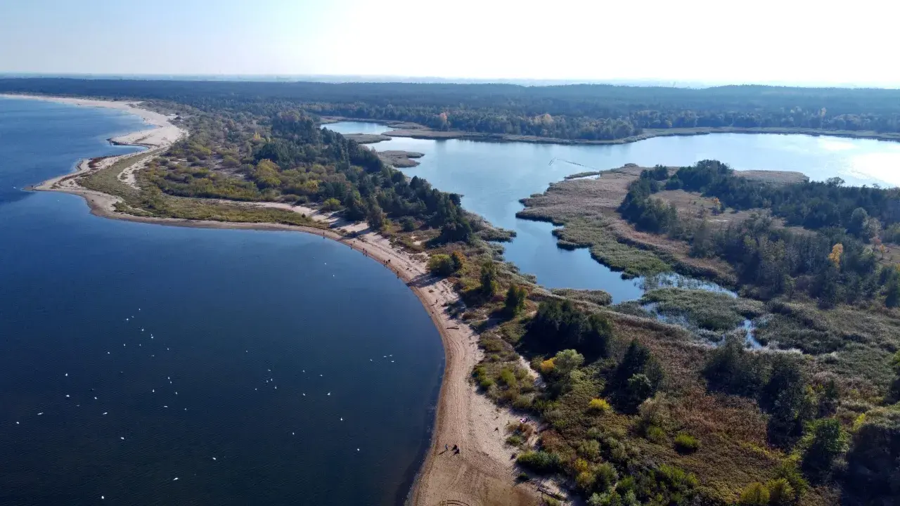 Malownicze ujście Wisły z piaszczystą plażą, lasem i spokojnymi wodami, gdzie pływają ptaki.