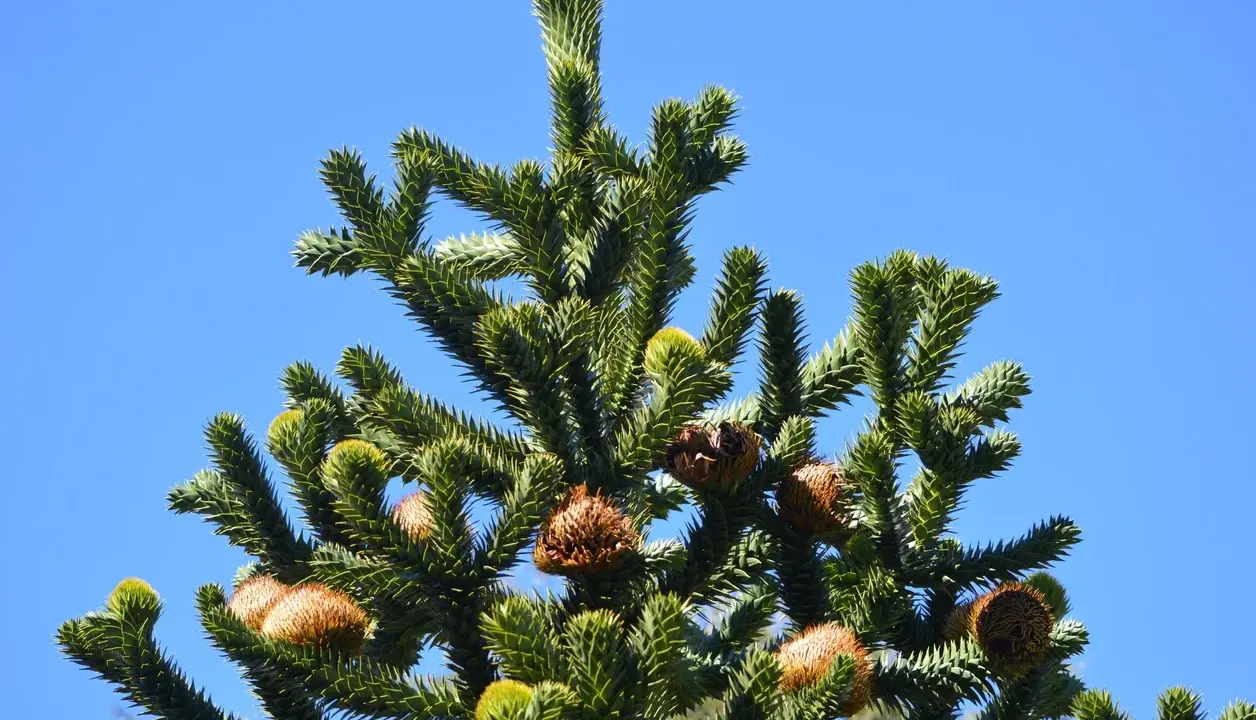 Le sommet d'un araucaria, avec ses branches épineuses et ses cônes bruns, sous un ciel bleu clair. On dirait le désespoir du singe face à cette nature sauvage.