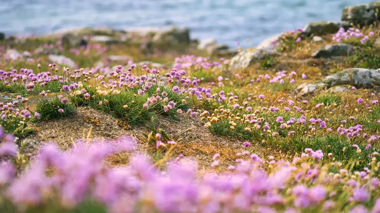 Lummiga ängar med rosa strandpioner vid havet, en svensk riviera i miniatyr.