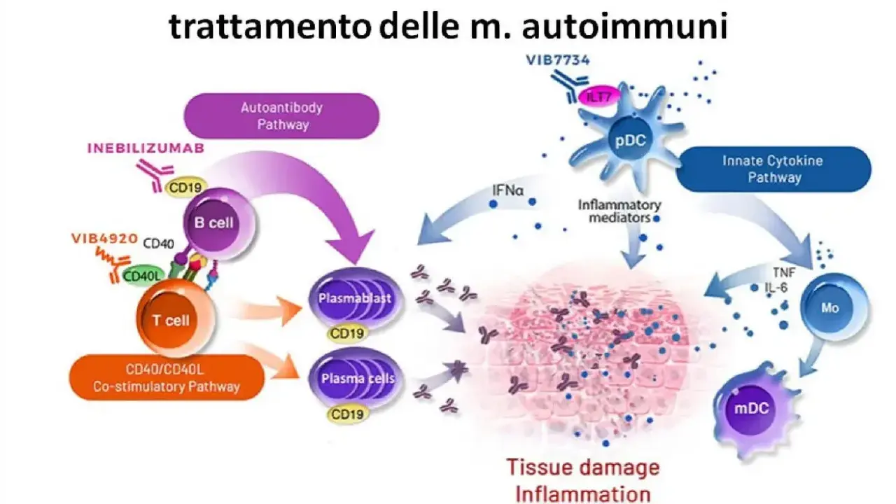 Schema di terapie innovative per malattie autoimmuni. Illustra come le cellule B e T, mediatori infiammatori e citochine causano danno tissutale, spiegando il significato di autoimmune.