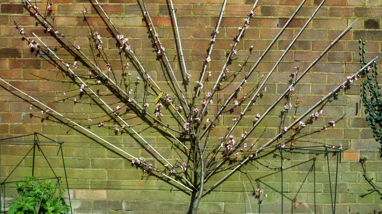Ein Pfirsichbaum wird an einer Ziegelwand Spalier gezogen. Die Äste sind mit Stäben und Schnüren geformt, zarte rosa Blüten sind sichtbar.