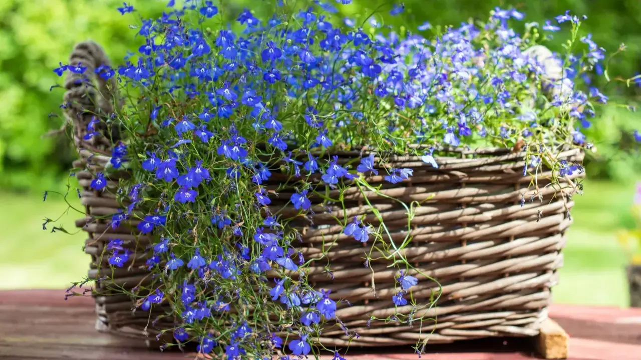 Kosz wiklinowy pełen niebieskich lobelii. Czy lobelia jest wieloletnia? Wiele odmian lobelii to jednoroczne rośliny, ale niektóre mogą przetrwać zimę.