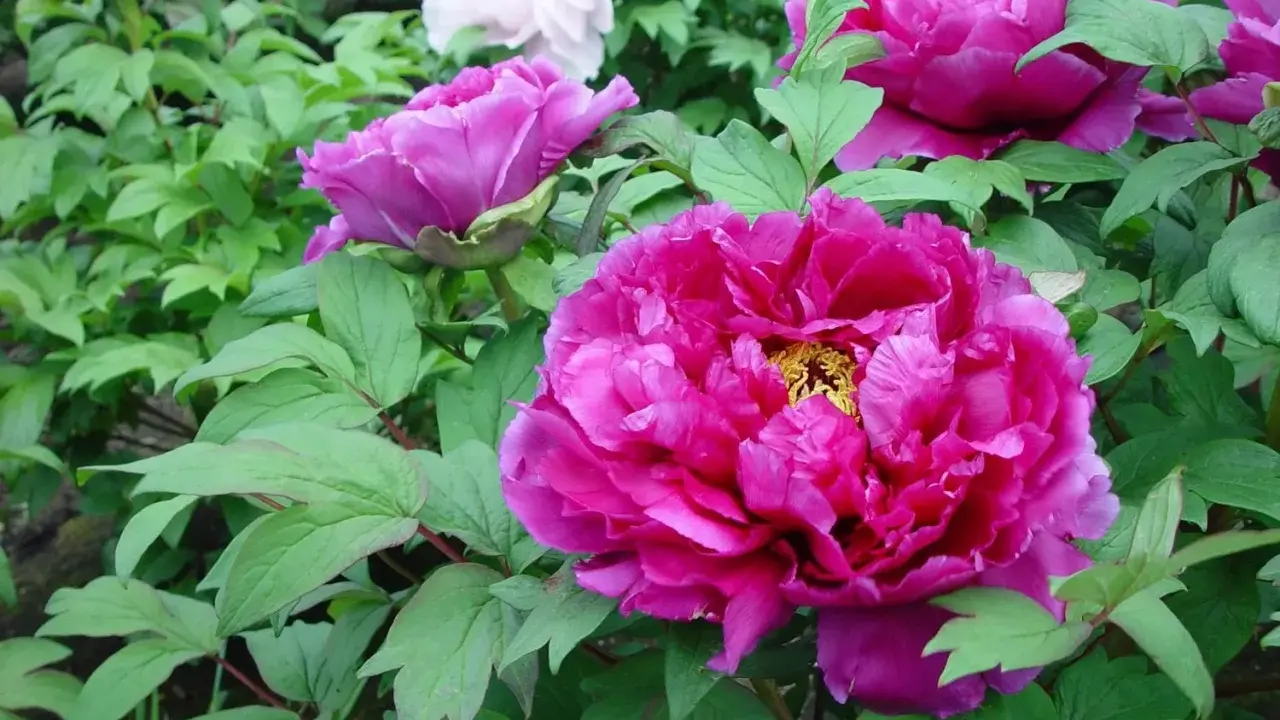 Fylliga, ceriserosa blommor av paeonia suffruticosa omgivna av gröna blad. En vit pion syns i bakgrunden.