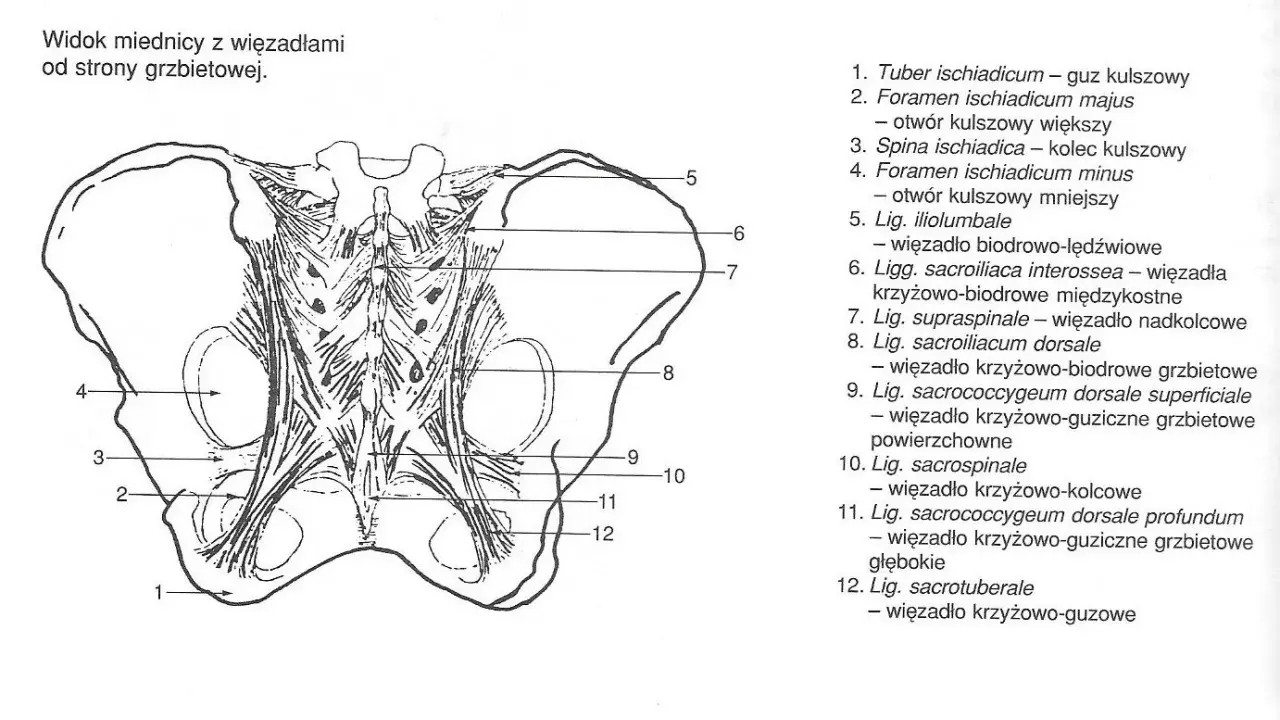 Anatomia miednicy z widoczną budową kości krzyżowej i więzadeł. Ilustracja przedstawia więzadła krzyżowo-biodrowe i krzyżowo-guziczne.