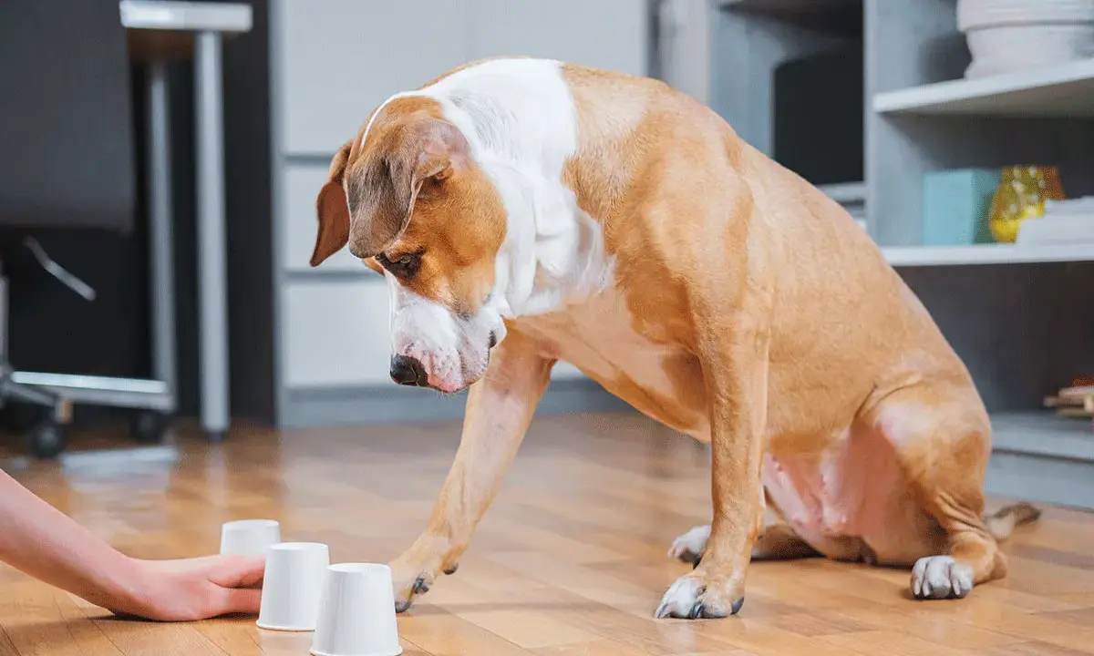 Un chien brun et blanc joue à un jeu d'intelligence fait maison, cherchant une friandise cachée sous l'un des gobelets.