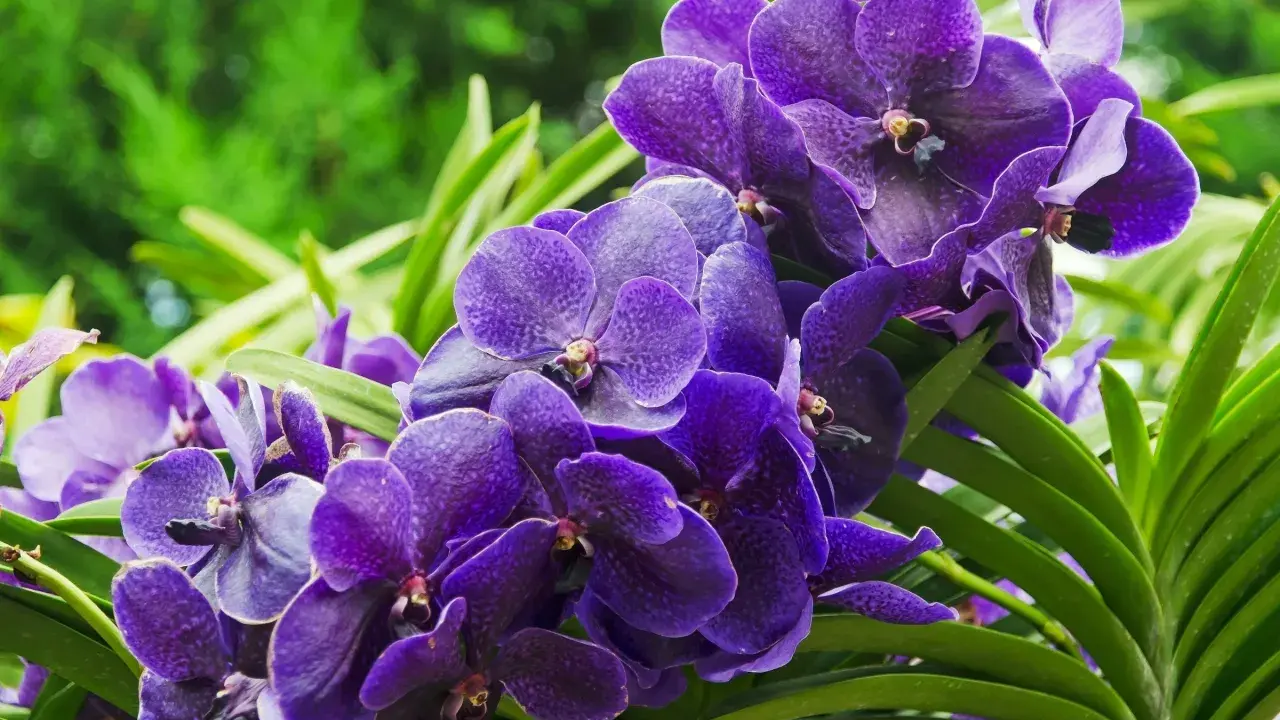 Grappe d'orchidées violettes éclatantes, leurs pétales veloutés évoquant la beauté éphémère et la durée de vie d'une orchidée.