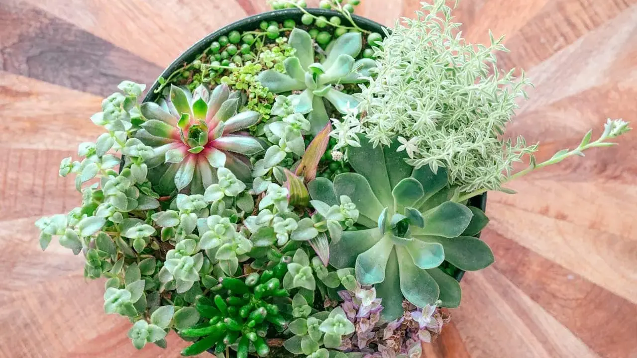 Un surtido de **plantas crasas** en una maceta negra, con texturas y tonos verdes variados, sobre una mesa de madera.