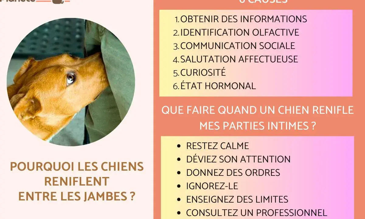 Un chien renifle entre les jambes pour obtenir des informations, une identification olfactive, une communication sociale, une salutation affectueuse, par curiosité ou à cause de son état hormonal.