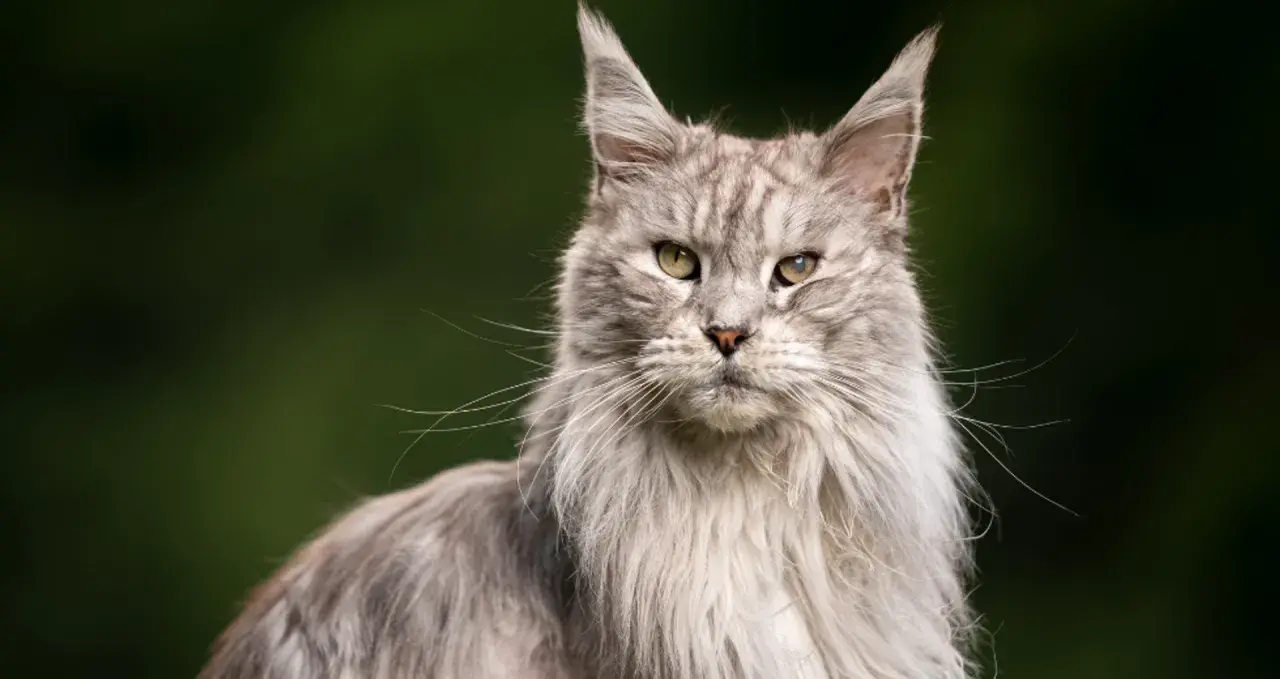 Szary, długowłosy kot Maine Coon z zielonymi oczami. Zastanawiasz się, ile żyje kot dachowiec? Ten majestatyczny kot wygląda na zdrowego i silnego.
