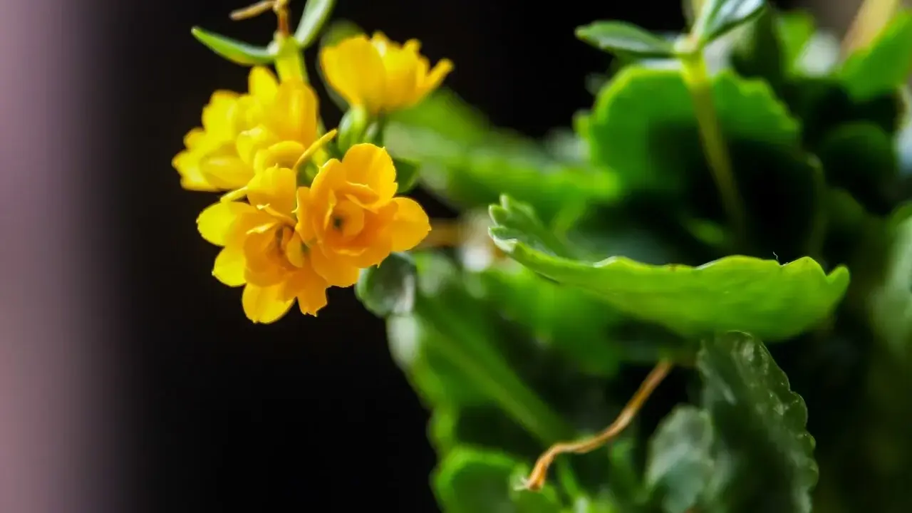 Żółte kwiaty kalanchoe, gotowe do rozmnażania.