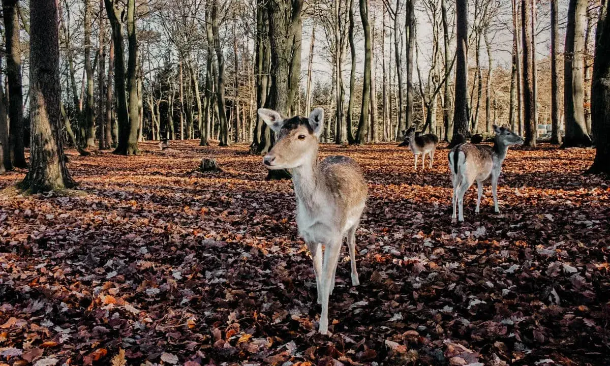 Wildpark Schwarze Berge: Alle Infos für Ihren perfekten Besuch