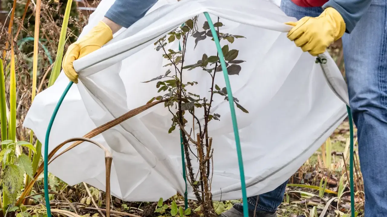 Ochrona róży przed mrozami. Ręce w żółtych rękawiczkach przytrzymują białą agrowłókninę, osłaniającą młode kwiaty.