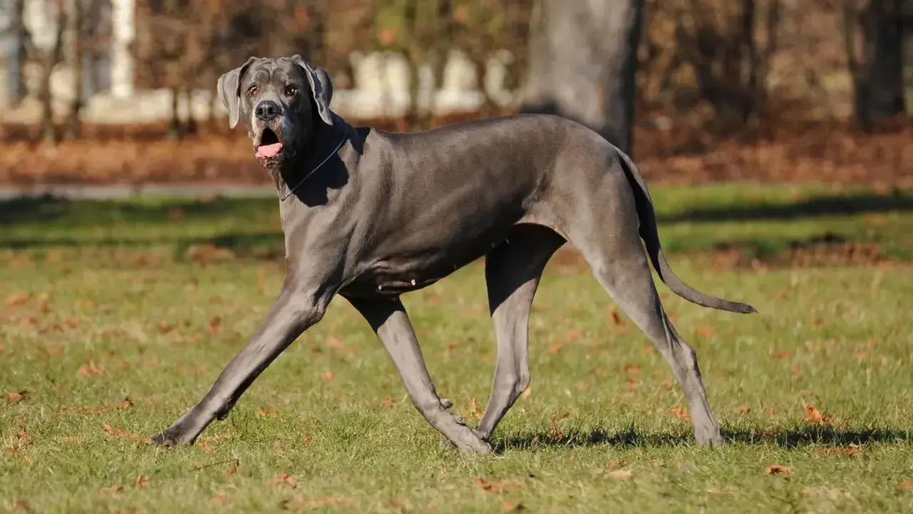 Piękny, szary dog niemiecki biegnie po trawie, z językiem na wierzchu.
