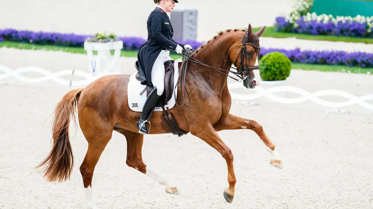 Reiterin in Zylinder und Frack reitet braunes Pferd mit Nummer 306. Ein Bild, das Fairness im Sport zeigt, fernab jeder dopingliste pferd.