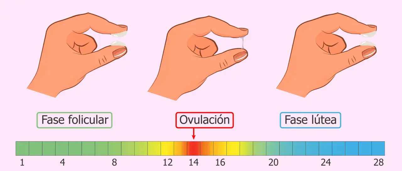 Moco cervical: fase folicular (seco), ovulación (elástico, como clara de huevo) y fase lútea (espeso, antes de la menstruación).