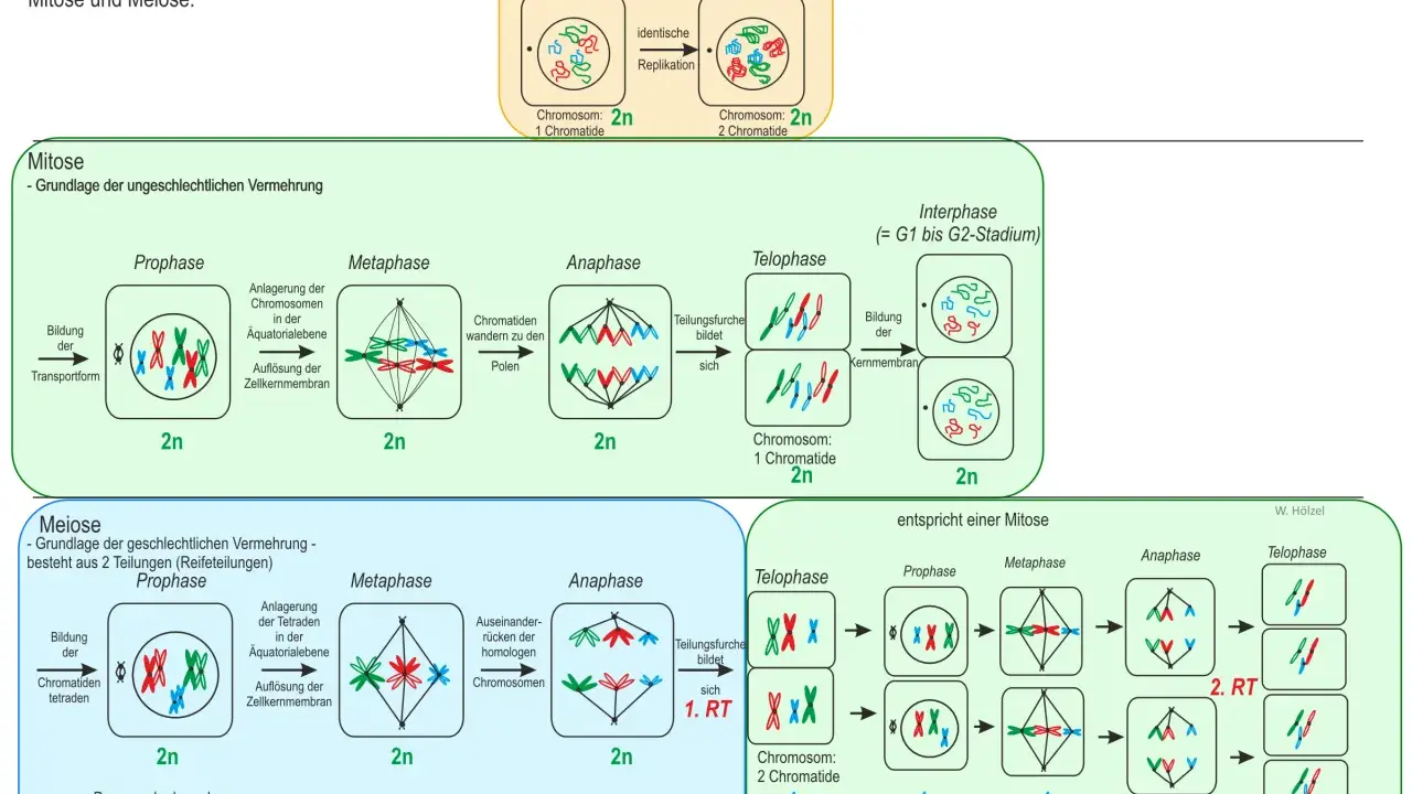 Vergleich von Mitose und Meiose: Die Meiose zeigt die Bildung von Tetraden und die Teilung homologer Chromosomen.