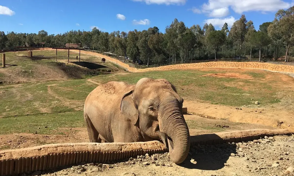 Elefante en el zoo de Sevilla. Las opiniones sobre el zoo son variadas, pero este paquidermo parece disfrutar de su hábitat.