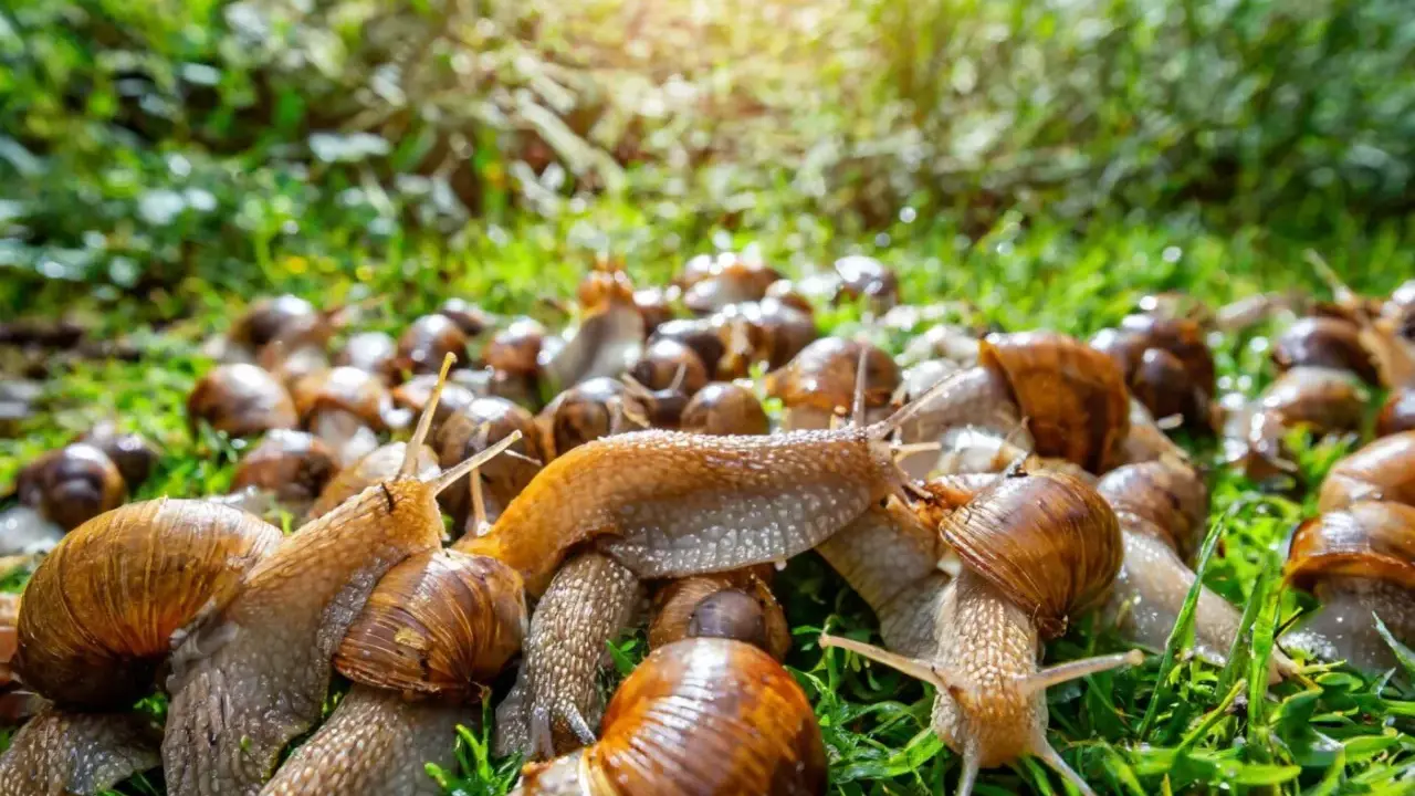 Eine große Gruppe Weinbergschnecken auf grünem Gras. Wohin mit abgesammelten Schnecken? Hier ist ein möglicher Ort.