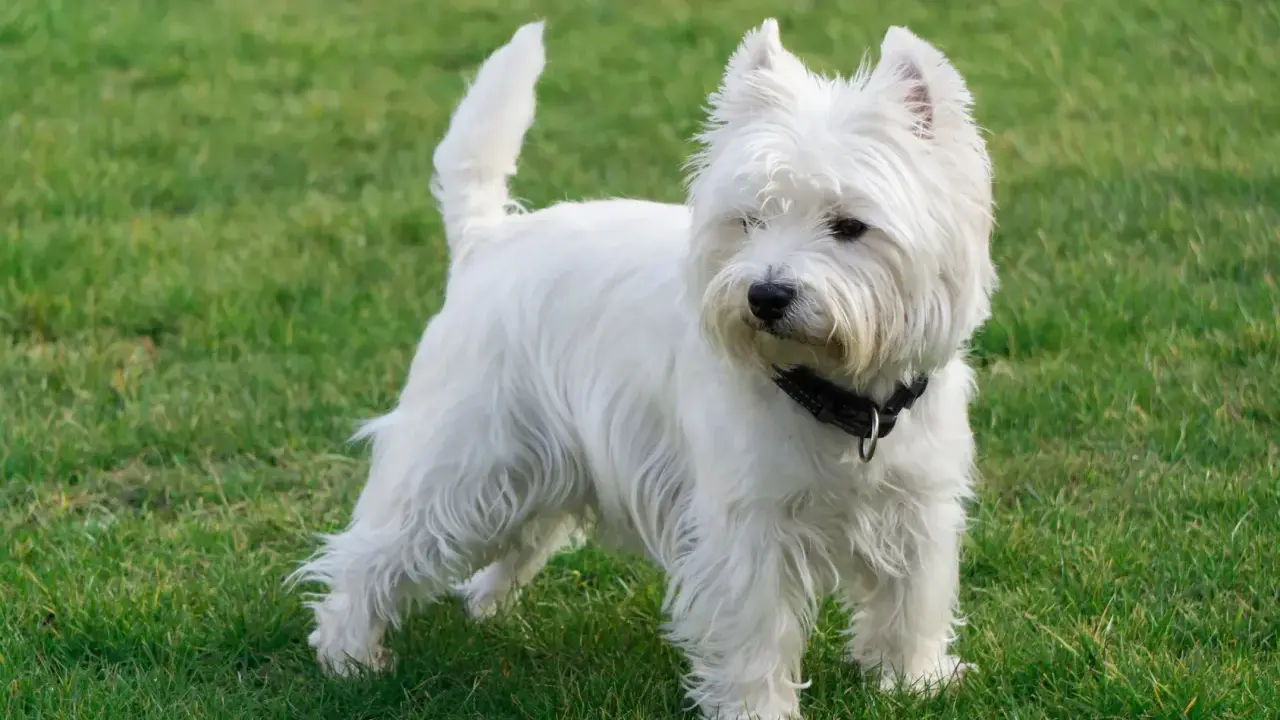 Uroczy west highland white terrier w czarnej obroży stoi na zielonej trawie, gotowy do zabawy.