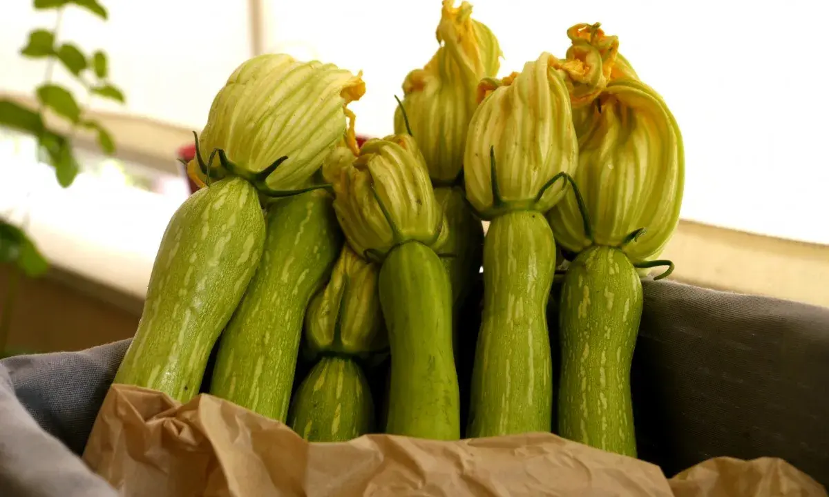 Un panier rempli de courgettes trompette d'Albenga, leurs fleurs encore attachées, prêtes à être cuisinées.
