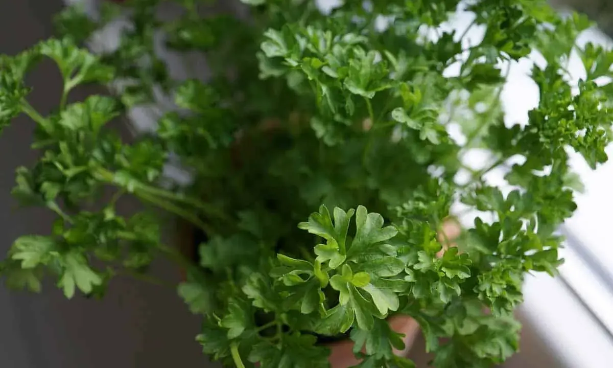 Un bouquet de persil en pot, frais et verdoyant, prêt à parfumer vos plats. Ses feuilles frisées apportent une touche de fraîcheur.