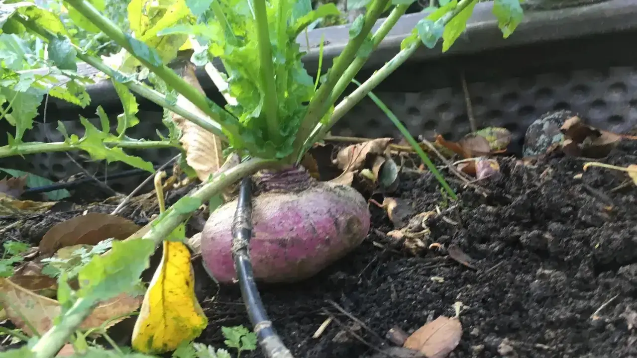 Un navet jaune boule d'or, à moitié enfoui dans la terre, avec ses feuilles vertes luxuriantes.