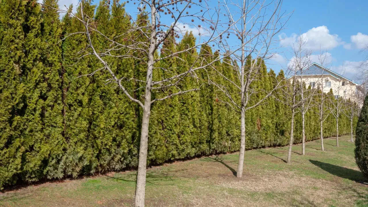 Une haie anti bruit dense et verte borde un jardin. Des arbres aux branches nues se dressent devant, avec une maison en arrière-plan.