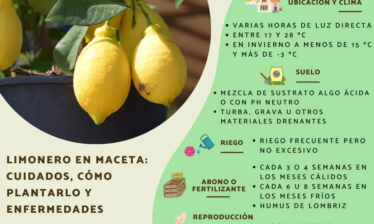 Limonero en maceta con limones amarillos. Guía de cuidados, ubicación, suelo, riego, abono y reproducción.