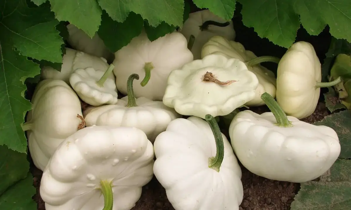 Une belle récolte de patissons blancs, prêts à être cueillis. La culture de ces courges est un plaisir.