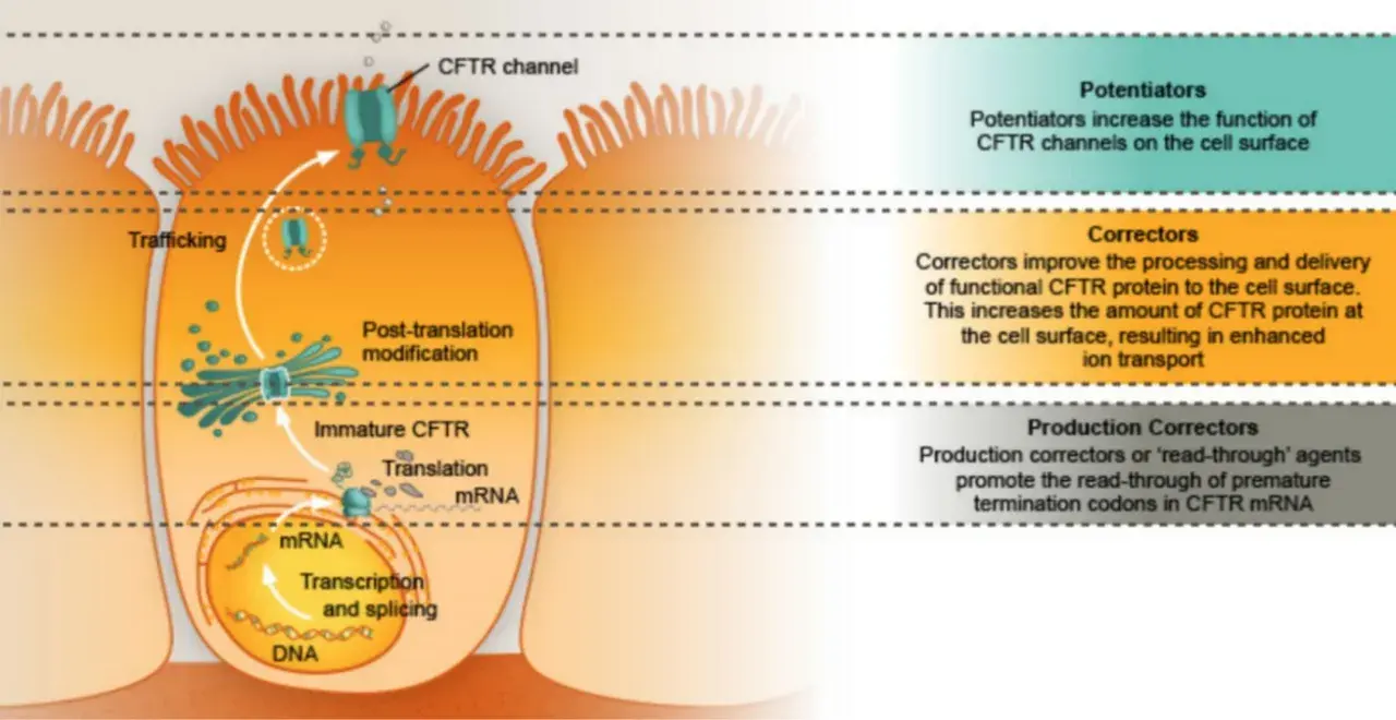 Illustrazione del processo di produzione e traffico della proteina CFTR, fondamentale per capire la fibrosi cistica come si scopre e come trattarla.