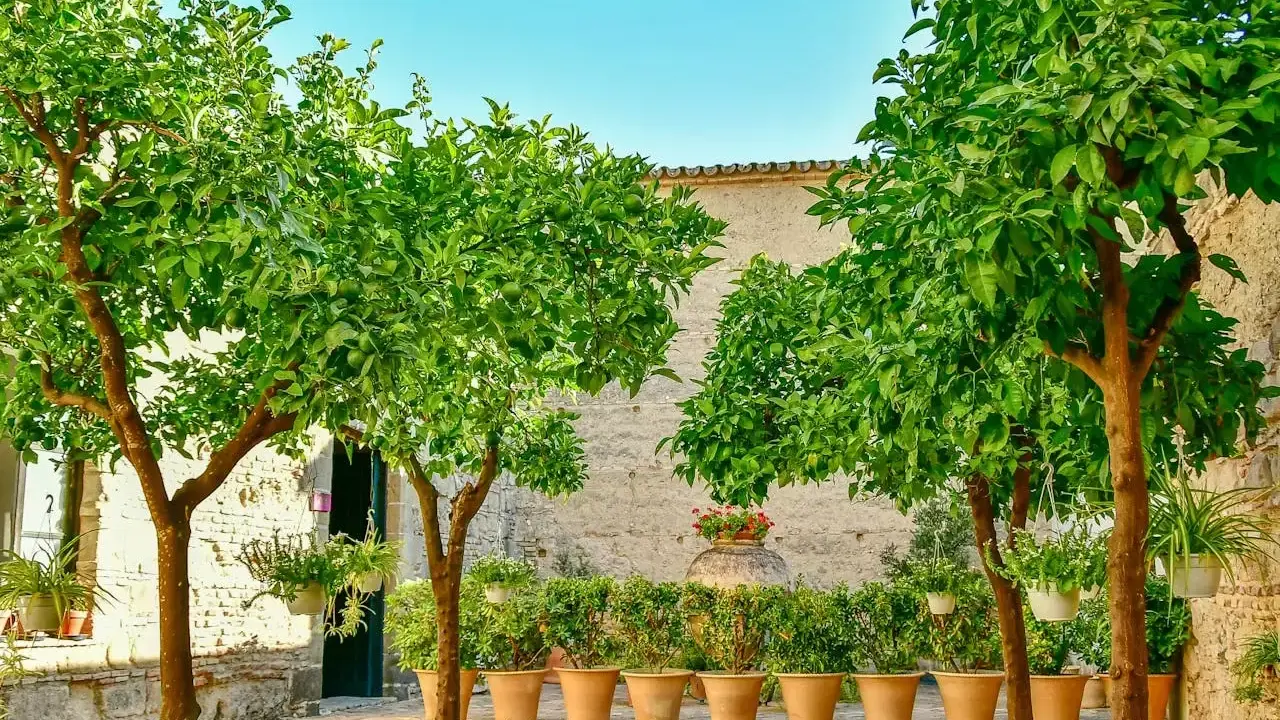 Deux citronniers en pot, chargés de fruits verts, ombragent une cour pavée. Des plantes en pots bordent un mur de pierre.