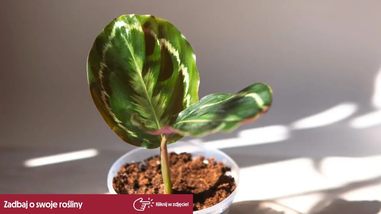 Calathea w doniczce, z pięknymi liśćmi. Czy jest trująca? Nie, ta roślina jest bezpieczna dla zwierząt i dzieci.