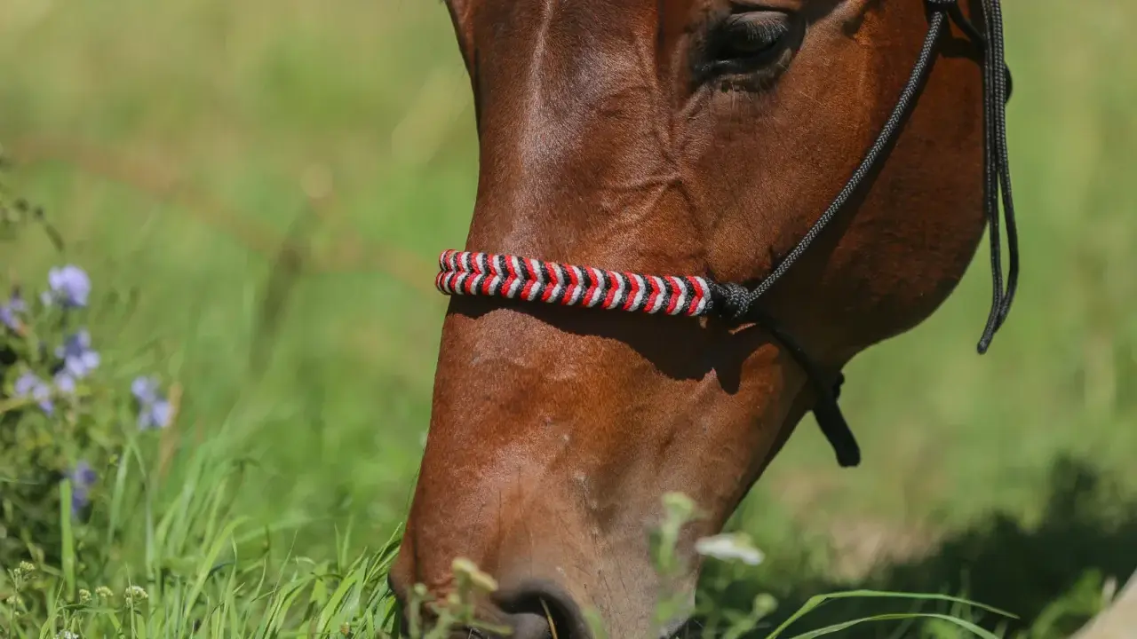 Braunes Pferd mit selbstgemachtem Halfter aus rot-weiß-schwarzem Seil, das auf einer grünen Wiese frisst.