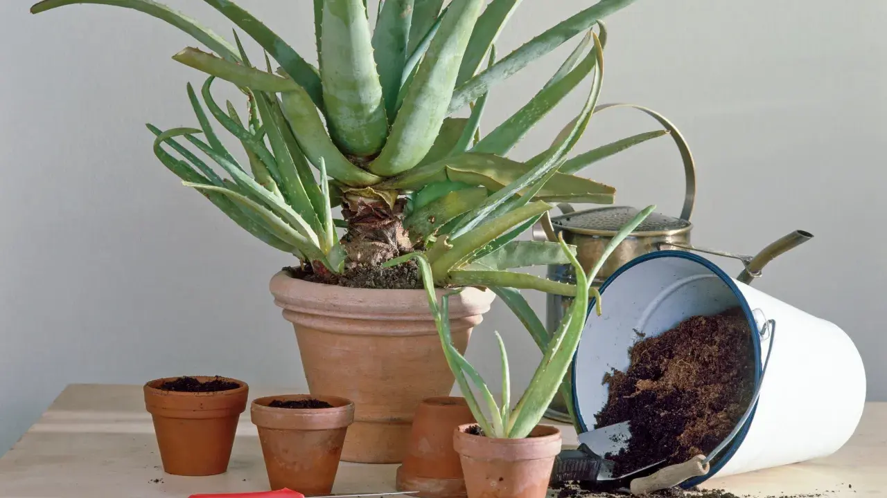 Mehrere kleine Aloe Vera Ableger in Terrakotta-Töpfen, bereit zum Einpflanzen. Ein großer Aloe Vera Topf und ein umgekippter Eimer mit Erde sind im Hintergrund.